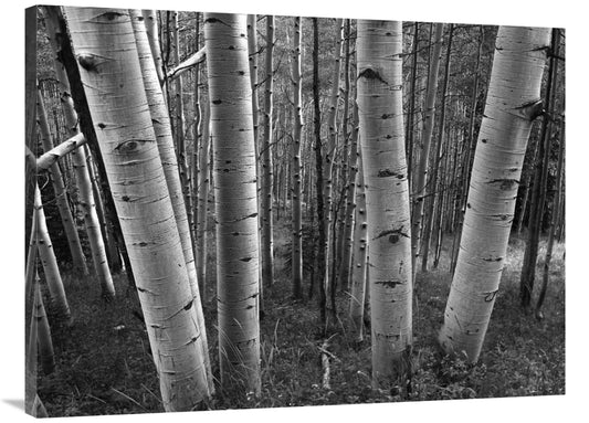 Global Gallery GCS-460932-3040-142 30 x 40 in. Aspen Forest in Spring&Home DecorRose ChloeAspen, Forest, Gallery, Global, in.117.34Aspen, Forest, Gallery, Global, in.Home DecorGlobal Gallery GCS-460932-3040-142 30 x 40 in. Aspen Forest in Spring&Global Gallery GCS-460932-3040-142 30 x 40 in. Aspen Forest in Spring& - Premium Home Decor from Rose Chloe - Just CHF 117.34! Shop now at Maria Bitonti Home Decor